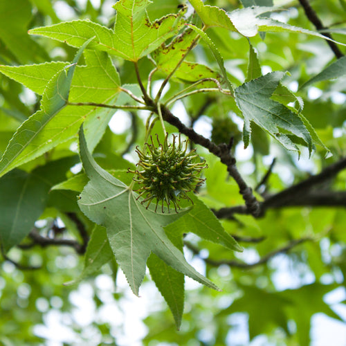 Trees – Forrest Keeling Nursery