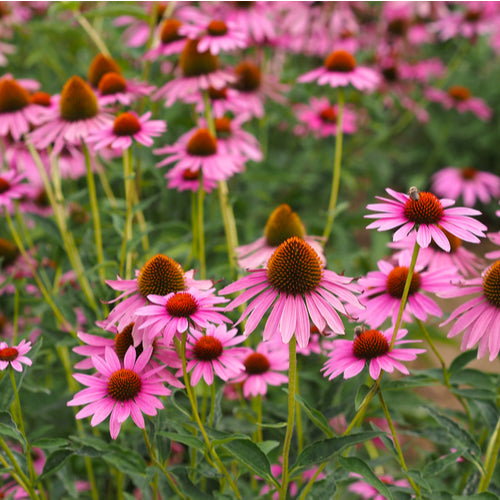 Perennial wildflowers – Forrest Keeling Nursery