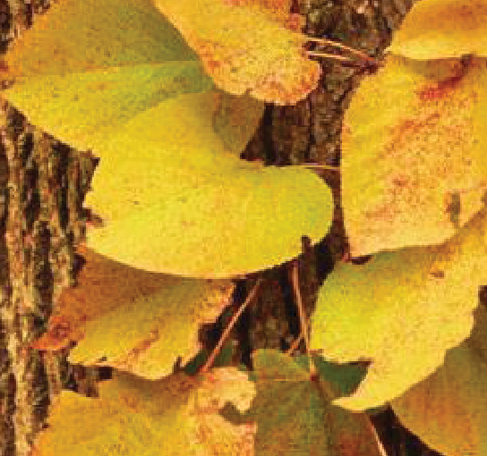 Products Forrest Keeling Nursery