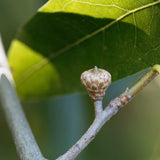 Shingle Oak / Quercus imbricaria