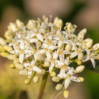 Roughleaf Dogwood / Cornus drummondii