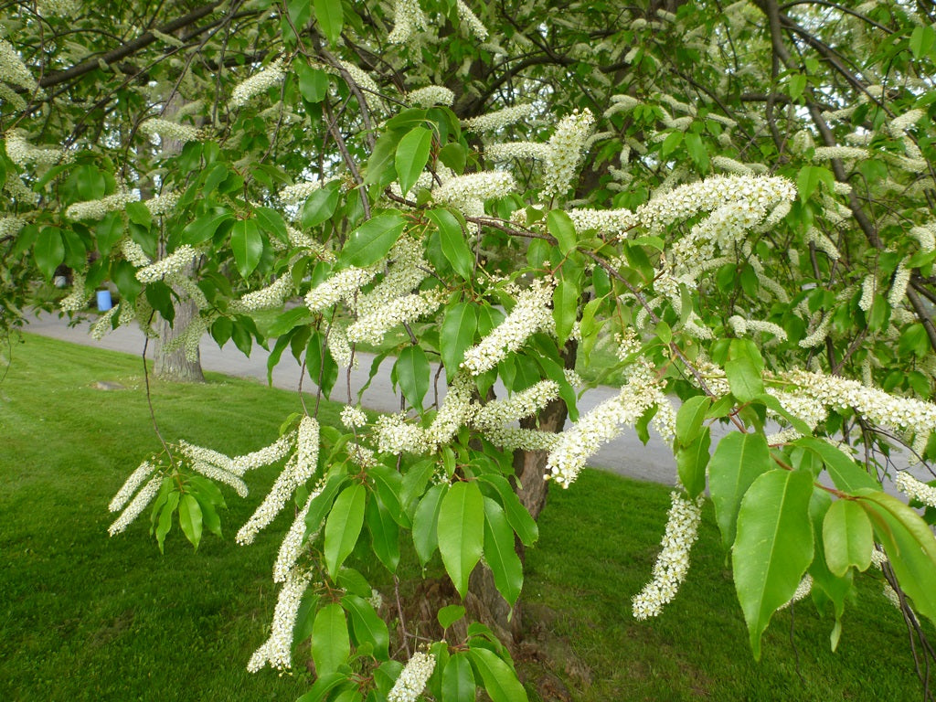 Trees Forrest Keeling Nursery