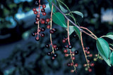Black Cherry / Prunus serotina