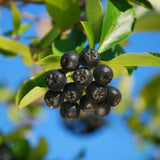 Black Chokeberry / Aronia melanocarpa