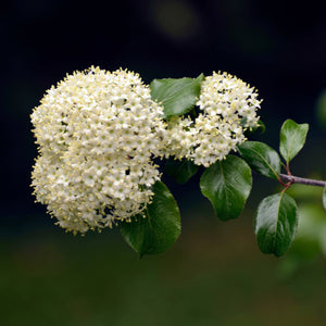 Blackhaw Viburnum / Viburnum prunifolium