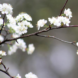Chickasaw Plum / Prunus angustifolia