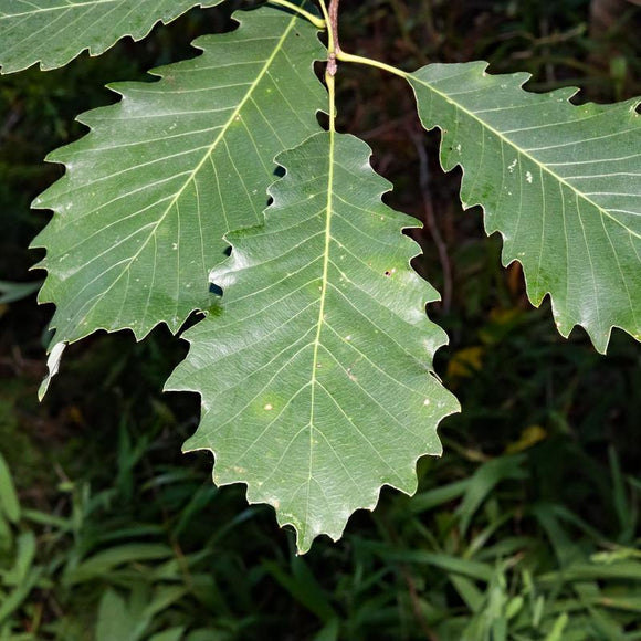 Chinkapin Oak / Quercus muehlenbergii