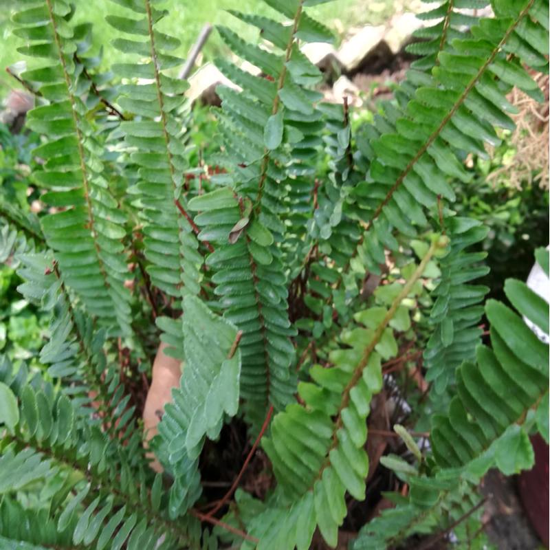 Products Forrest Keeling Nursery