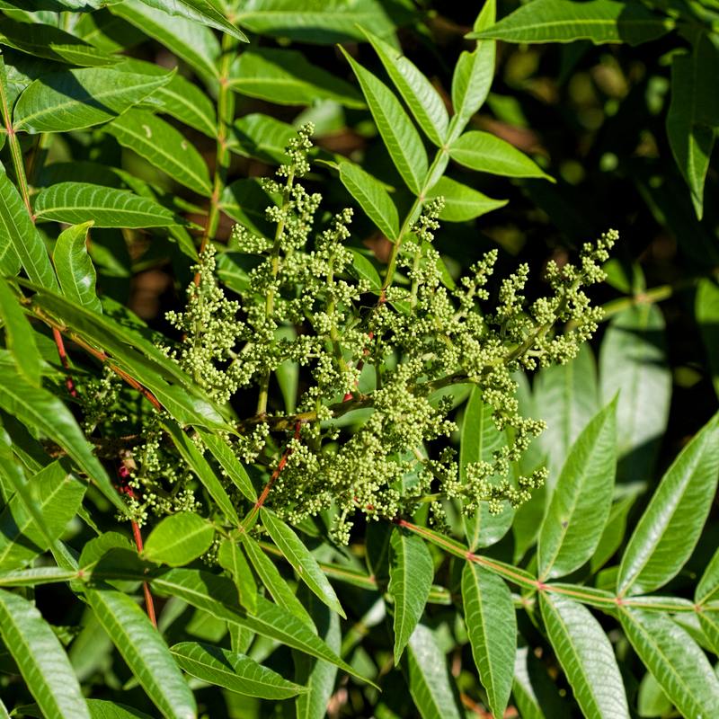 Trees – Forrest Keeling Nursery
