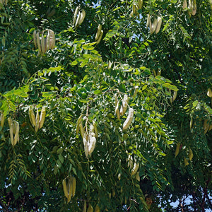 Kentucky Coffeetree / Gymnocladus dioicus