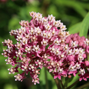 Marsh Milkweed / Asclepias incarnata