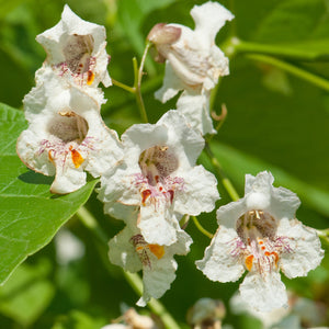 Northern Catalpa / Catalpa speciosa