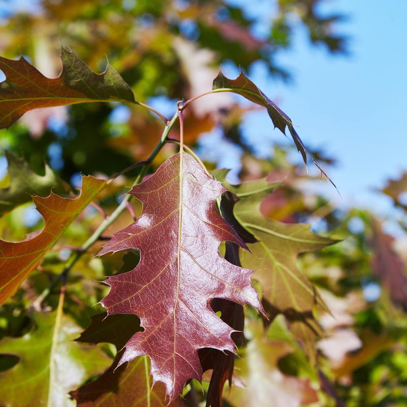 Trees – Forrest Keeling Nursery