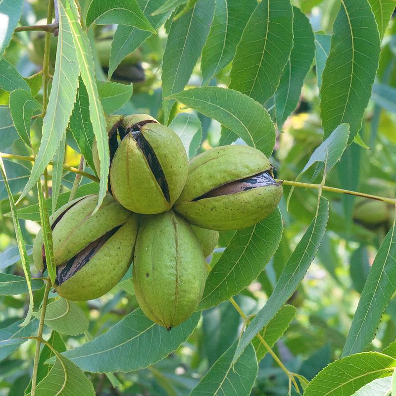 Trees Forrest Keeling Nursery