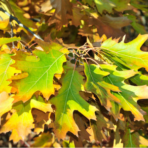 Pin Oak / Quercus palustris
