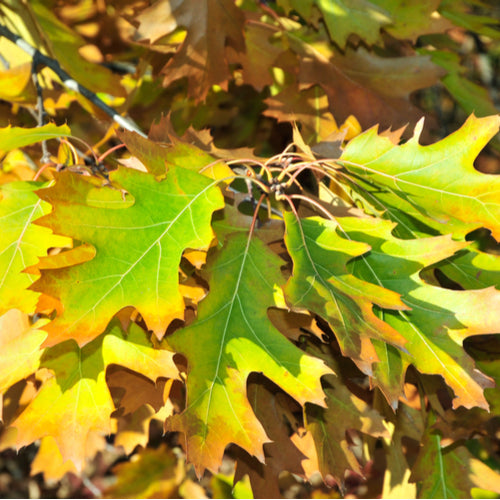 Pin Oak / Quercus palustris