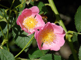 Prairie Rose / Rosa setigera