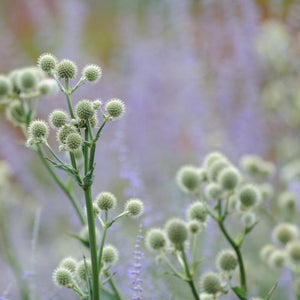 Rattlesnake Master / Eryingium yuccifolium