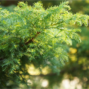Red Cedar / Juniperus virginiana