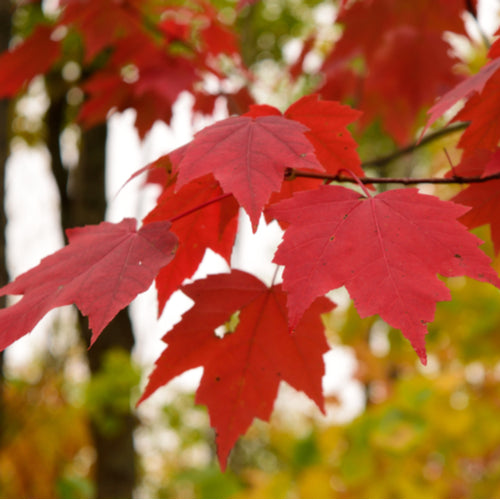 Red Maple / Acer rubrum