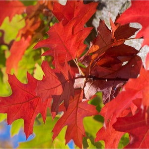 Red Oak / Quercus rubra