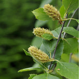 River Birch / Betula nigra