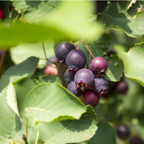 Saskatoon Serviceberry / Amelanchier alnifolia