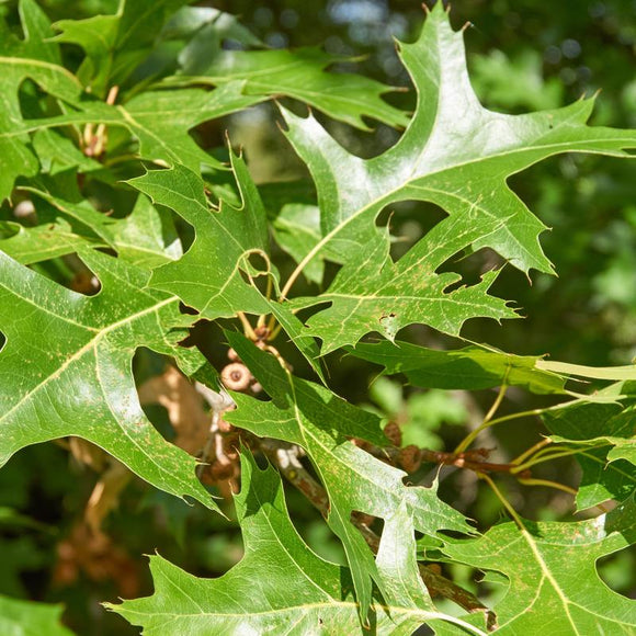 Scarlet Oak / Quercus coccinea