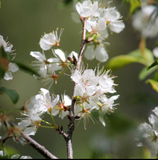 American Plum / Prunus americana