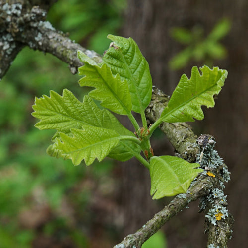 Swamp White Oak / Quercus bicolor