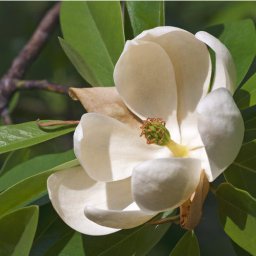 Sweetbay Magnolia / Magnolia virginiana