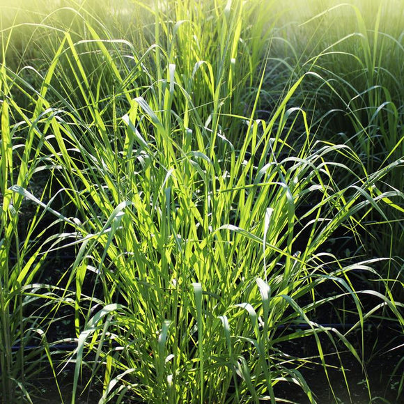 Switch Grass	/ Panicum virgatum