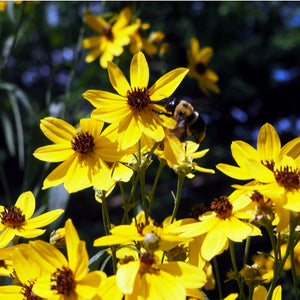 Tall Coreopsis / Coreopsis tripteris