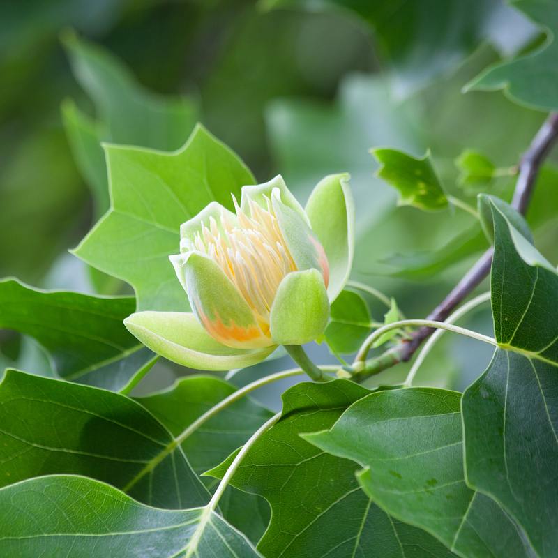 Tulip Tree / Liriodendron tulipifera – Forrest Keeling Nursery