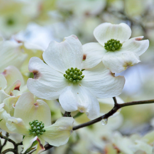 Flowering Dogwood / Cornus florida