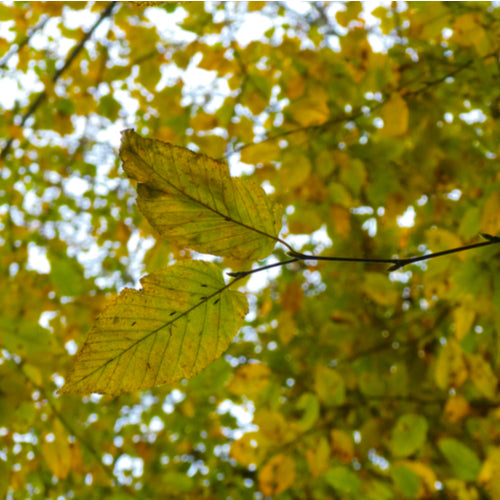 Yellow Birch / Betula lenta