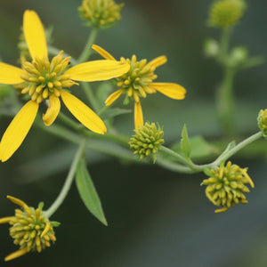 Yellow Wingstem / Verbesina helianthoides