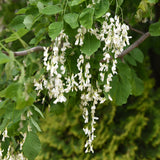 Yellowwood / Cladrastis kentukea/lutea