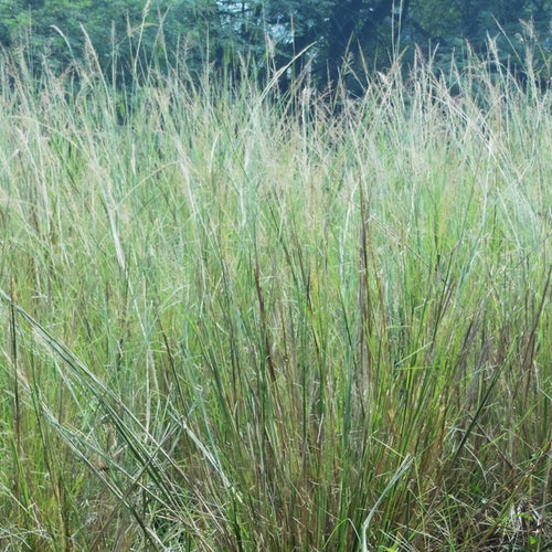 Indian grass / Sorghastrum nutans