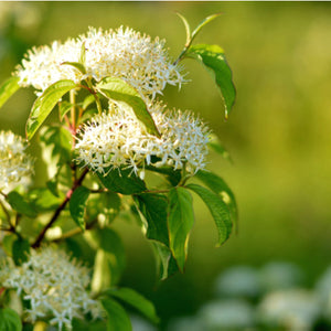 Pagoda Dogwood / Cornus alternifolia