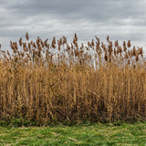Prairie Cord Grass / Spartina pectinata