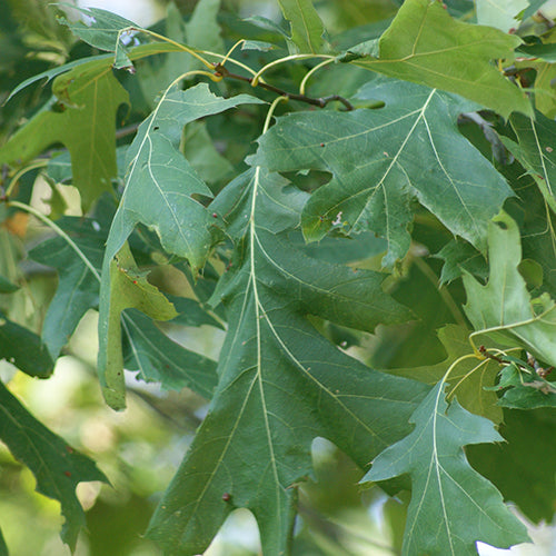 Black Oak / Quercus velutina