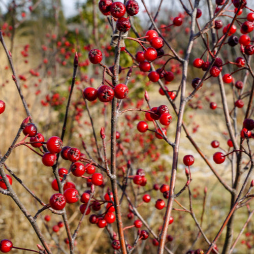 Red Chokeberry / Aronia arbutifolia brilliantissima