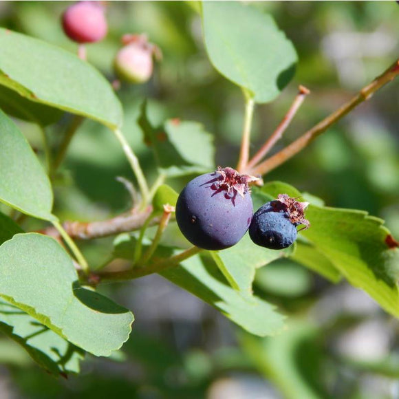 Downy Serviceberry / Amelanchier arborea