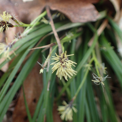 Pennsylvania Sedge / Carex pensylvanica