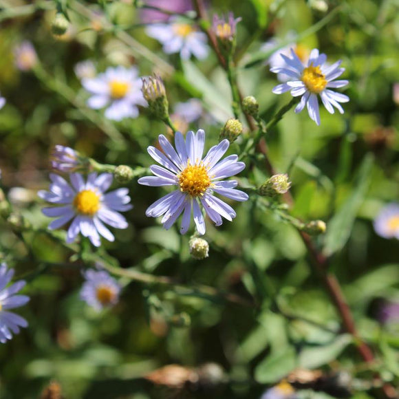 Smooth Aster / Aster laevis