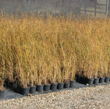 Prairie Cord Grass / Spartina pectinata
