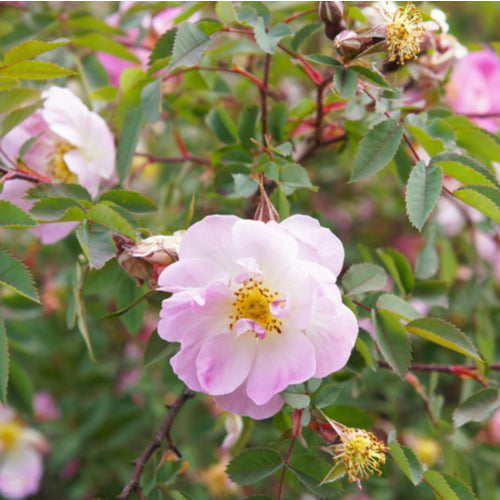 Swamp Rose / Rosa palustris
